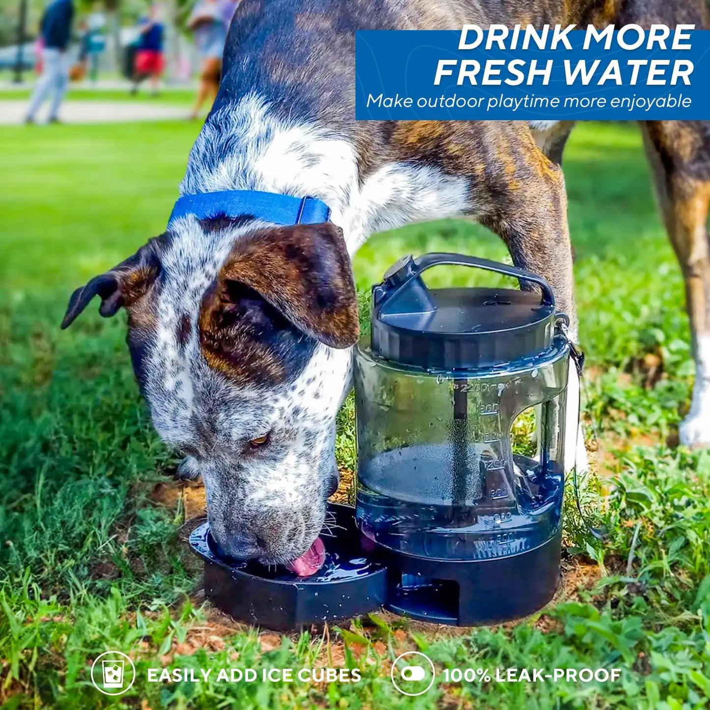 77oz Portable Dog Travel Water Bottle for Outdoor Adventures